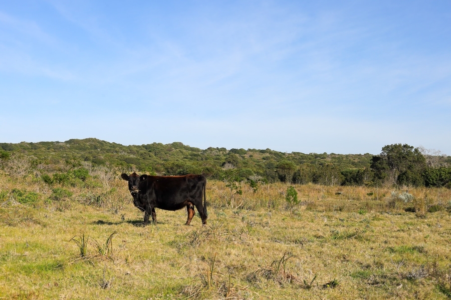 0 Bedroom Property for Sale in Kromme River Estate Eastern Cape